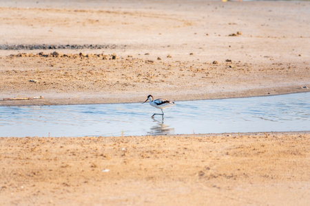 The pied avocet, Recurvirostra avosetta, is a large black and white wader with long, upturned beak and long, bluish legsの写真素材