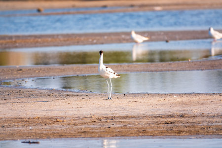 The pied avocet, Recurvirostra avosetta, is a large black and white wader with long, upturned beak and long, bluish legsの写真素材