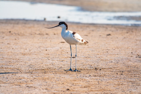 The pied avocet, Recurvirostra avosetta, is a large black and white wader with long, upturned beak and long, bluish legsの写真素材
