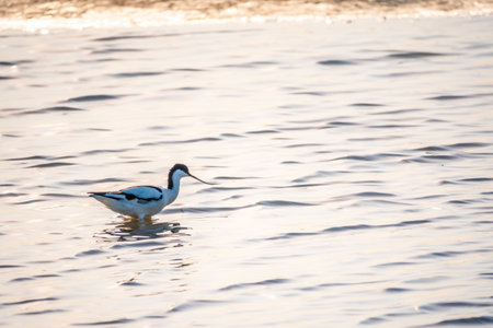 Water bird pied avocet, Recurvirostra avosetta, feeding in the lake. The pied avocet is a large black and white wader with long, upturned beak and long, bluish legsの写真素材