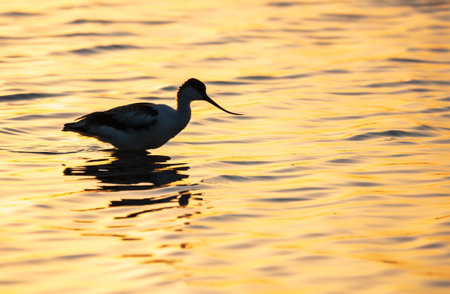 Water bird pied avocet, Recurvirostra avosetta, standing in the water in orange sunset light. The pied avocet is a large black and white wader with long, upturned beak and long, bluish legsの写真素材