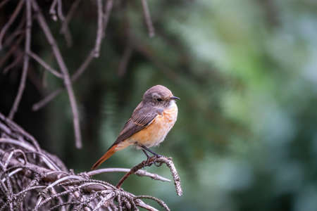 The common redstart female, Phoenicurus phoenicurus, is photographed in close-up sitting on a branch against a blurred background. Soft evening lightの写真素材