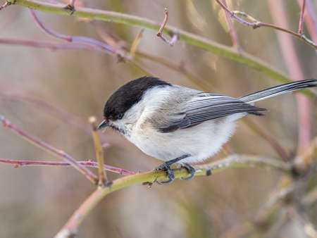 Cute bird The willow tit, song bird sitting on a branch without leaves in the winter. Willow tit perching on tree in winter. The willow tit, lat. Poecile montanus.の写真素材