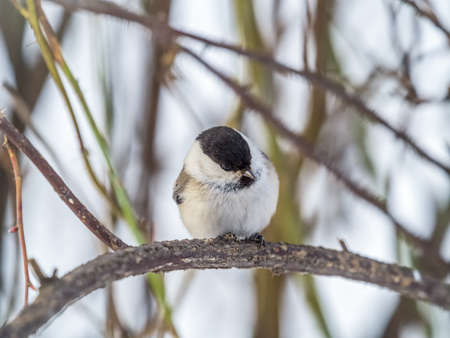Cute bird The willow tit, song bird sitting on a branch without leaves in the winter. Willow tit perching on tree in winter. The willow tit, lat. Poecile montanus.の写真素材