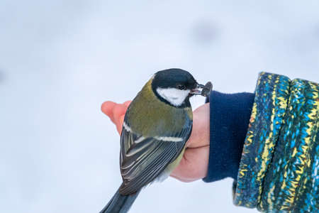 The Great tit eats seeds from a palm of little boy. A tit bird sitting on the hand and eating seeds. Hungry bird Great tit eating seeds from a hand during autumnの写真素材