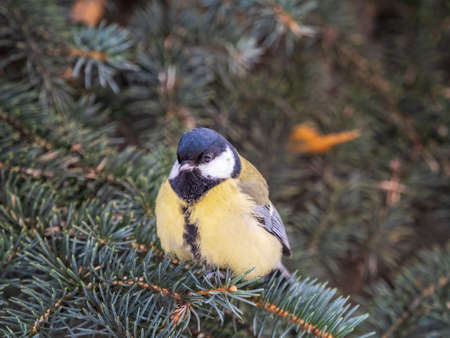 Cute bird Great tit, songbird sitting on the nice fir branch. Parus majorの写真素材
