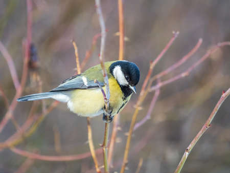 Cute bird Great tit, songbird sitting on a branch without leaves in the autumn or winter. Parus majorの写真素材