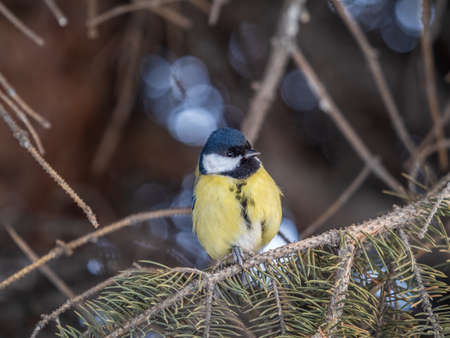 Cute bird Great tit, songbird sitting on the nice fir branch. Parus majorの写真素材