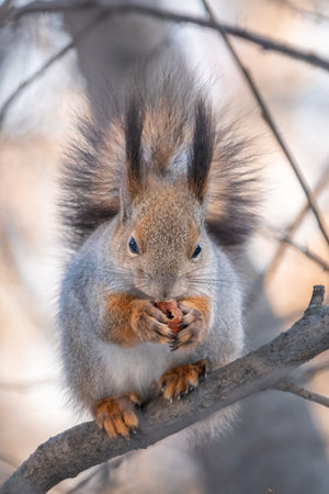 The squirrel with nut sits on tree in the winter or late autumn. Eurasian red squirrel, Sciurus vulgaris.の写真素材