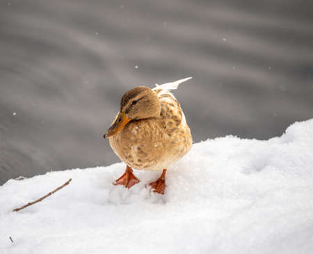 Yellow colored Mallard female Duck on the white snow background. Animal polymorphism. Portrait of a female of duck on the snow. Mallard, lat. Anas platyrhynchos, femaleの写真素材