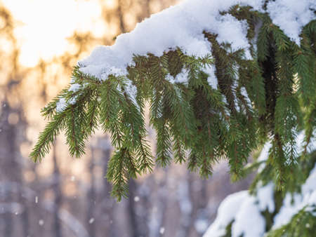 Green fir branches in winter covered with snow. Branches of fir tree as background, closeup. Christmas backgroundの写真素材