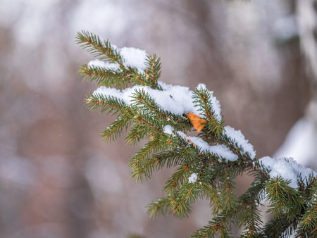 Green fir branches in winter covered with snow. Branches of fir tree as background, closeup. Christmas backgroundの写真素材