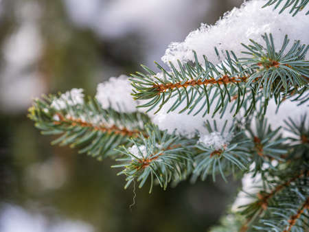 Green fir branches in winter covered with snow. Branches of fir tree as background, closeup. Christmas backgroundの写真素材