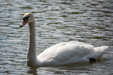 A graceful white swan swimming on a lake with dark green water. The white swan is reflected in the water. The mute swan, Cygnus olorの写真素材