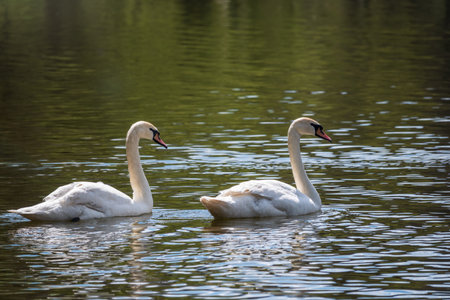 Two graceful white swans swim in the dark water. The mute swan, Cygnus olorの写真素材