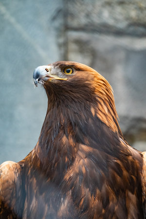 Portrait of Bird of prey Golden Eagle. The golden eagle, Aquila chrysaetos, is a bird of prey living in the Northern Hemisphere.の写真素材