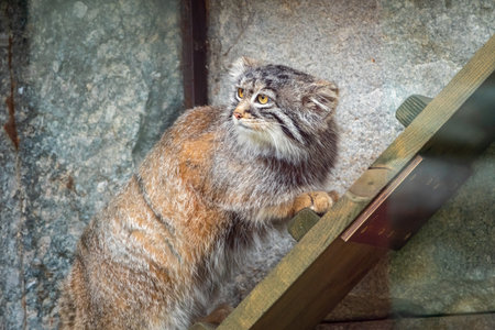 Wild cat manul or Pallas's cat, lat. Otocolobus manul, in the zoo, Manul is a small wild cat with long and dense light gray fur.の写真素材