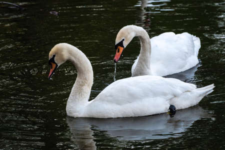 Two graceful white swans swim in the dark water. The mute swan, Cygnus olorの写真素材