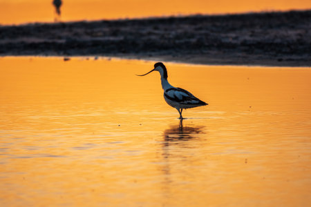 Water bird pied avocet, Recurvirostra avosetta, standing in the water in orange sunset light. The pied avocet is a large black and white wader with long, upturned beak and long, bluish legsの写真素材