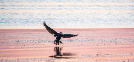 Black Cormorant flying over the sea in beautiful pink sunset. The great cormorant, Phalacrocorax carbo, known as the great black cormorant, or the black shag.の写真素材