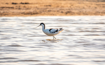 Water bird pied avocet, Recurvirostra avosetta, feeding in the lake. The pied avocet is a large black and white wader with long, upturned beak and long, bluish legsの写真素材