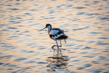 Water bird pied avocet, Recurvirostra avosetta, feeding in the lake. The pied avocet is a large black and white wader with long, upturned beak and long, bluish legsの写真素材