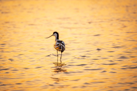 Water bird pied avocet, Recurvirostra avosetta, standing in the water in orange sunset light. The pied avocet is a large black and white wader with long, upturned beak and long, bluish legsの写真素材