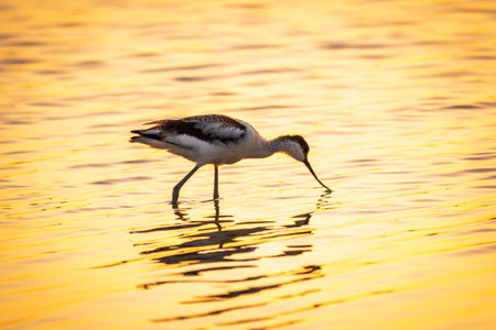 Water bird pied avocet, Recurvirostra avosetta, feeding in the lake. The pied avocet is a large black and white wader with long, upturned beak and long, bluish legsの写真素材
