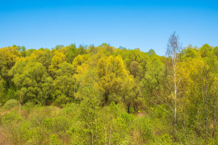 Spring forest on blue sky background. Spring park in sunny day. Summer landscape of young green forest with bright blue skyの写真素材
