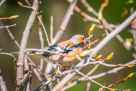 Common chaffinch sits on a branch in spring on green background. Beautiful songbird Common chaffinch in wildlife. The common chaffinch or simply the chaffinch, latin name Fringilla coelebs.の写真素材