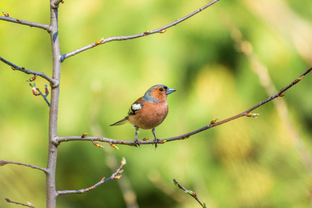 Common chaffinch sits on a branch in spring on green background. Beautiful songbird Common chaffinch in wildlife. The common chaffinch or simply the chaffinch, latin name Fringilla coelebs.の写真素材
