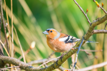 Common chaffinch sits on a branch in spring on green background. Beautiful songbird Common chaffinch in wildlife. The common chaffinch or simply the chaffinch, latin name Fringilla coelebs.の写真素材