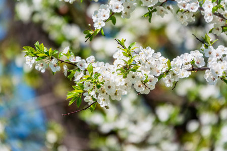 White blossoming apple trees. White apple tree flowers. Spring season, spring colorsの写真素材