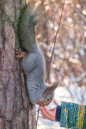 A little child in winter feeds a squirrel with a nut. Cute little boy feeding squirrel at winter parkの写真素材