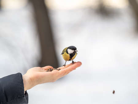 Girl feeds a tit from a palm. A bird sits on a woman's hand and eats seeds. Hungry bird eating seeds from a hand during winter or autumn. Caring for animals in winter or autumn.の写真素材