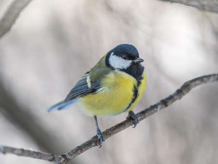 Cute bird Great tit, songbird sitting on a branch without leaves in the autumn or winter. Parus majorの写真素材