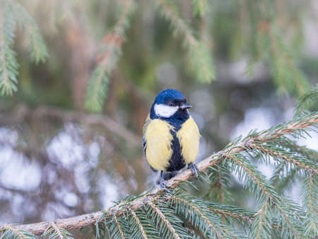 Cute bird Great tit, songbird sitting on the nice fir branch. Parus majorの写真素材