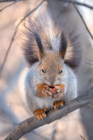 The squirrel with nut sits on tree in the winter or late autumn. Eurasian red squirrel, Sciurus vulgaris.の写真素材