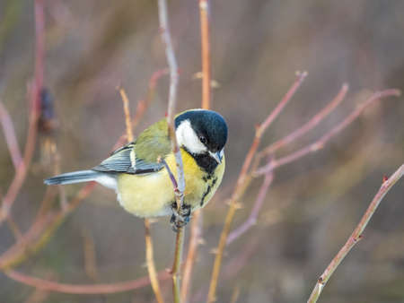Cute bird Great tit, songbird sitting on a branch without leaves in the autumn or winter. Parus majorの写真素材