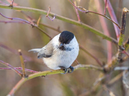 Cute bird The willow tit, song bird sitting on a branch without leaves in the winter. Willow tit perching on tree in winter. The willow tit, lat. Poecile montanus.の写真素材