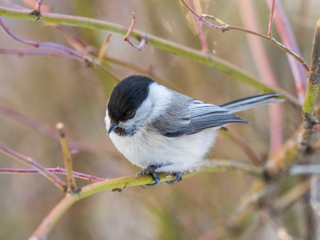 Cute bird The willow tit, song bird sitting on a branch without leaves in the winter. Willow tit perching on tree in winter. The willow tit, lat. Poecile montanus.の写真素材