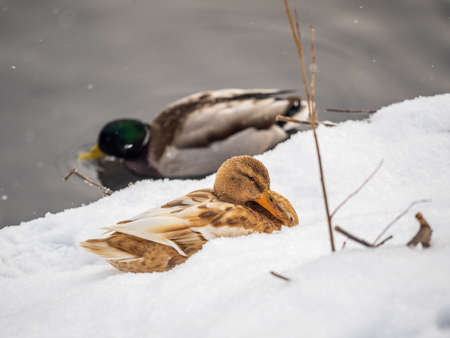 Yellow colored Mallard female Duck on the white snow background. Animal polymorphism. Portrait of a female of duck on the snow. Mallard, lat. Anas platyrhynchos, femaleの写真素材
