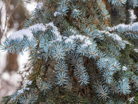 Snow-covered branches of blue spruce with needles in the sunset light. Fir branch in the rays of the sun. The blue spruce, Colorado spruce, or Colorado blue spruce, with the Latin name Picea pungens.の写真素材