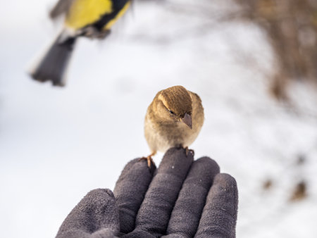 Sparrow eats seeds from a man's hand. A Sparrow bird sitting on the hand and eating nuts.の写真素材