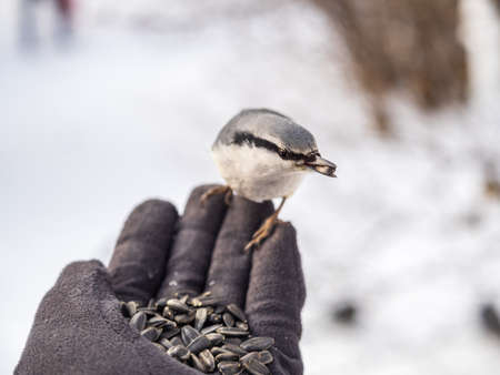 The Eurasian nuthatch eats seeds from a palm. Hungry bird wood nuthatch eating seeds from a hand during winter or autumn. Caring for animals in winter or autumn.の写真素材