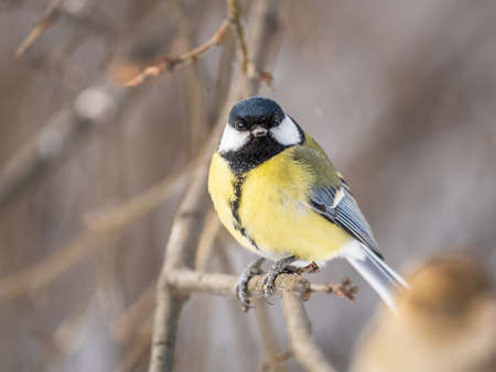 Cute bird Great tit, songbird sitting on a branch without leaves in the autumn or winter. Parus majorの写真素材