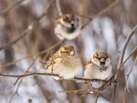 Two Sparrows sits on a branch without leaves. Sparrows on a branch in the autumn or winterの写真素材