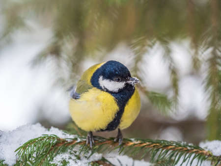 Cute bird Great tit, songbird sitting on the fir branch with snow in winter. Parus majorの写真素材