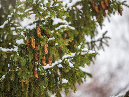 Green spruce branches in winter with cones covered with snow. Branches of fir tree as background, closeup. Christmas backgroundの写真素材