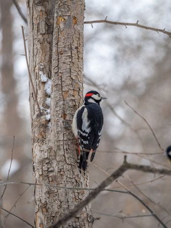 Little woodpecker sits on a tree trunk. A woodpecker obtains food on a large tree with snow in winter The great spotted woodpecker, Dendrocopos majorの写真素材